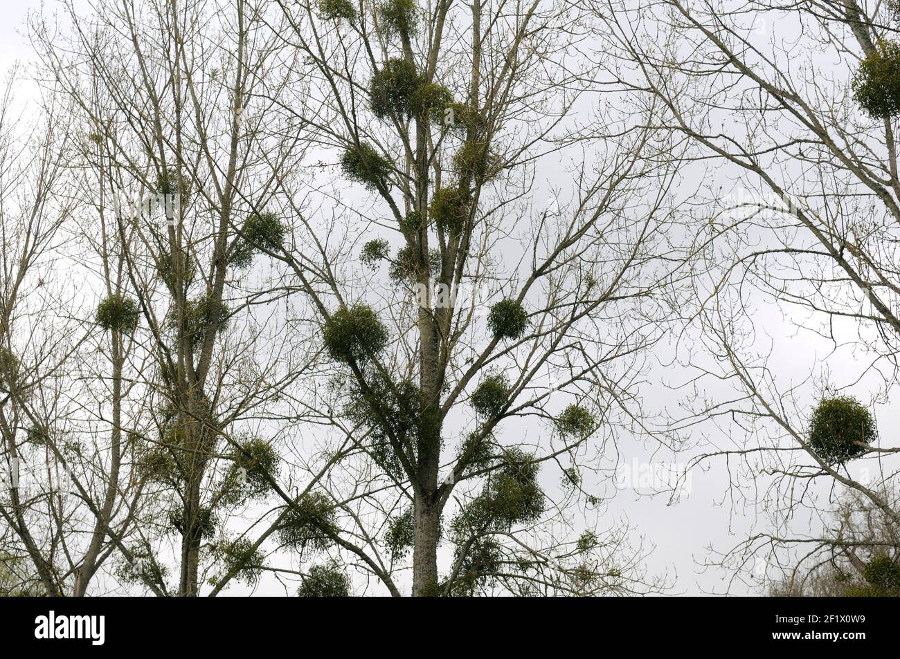 Vogelnester, Nivernais-Kanal, Burgund, Frankreich Stockfoto