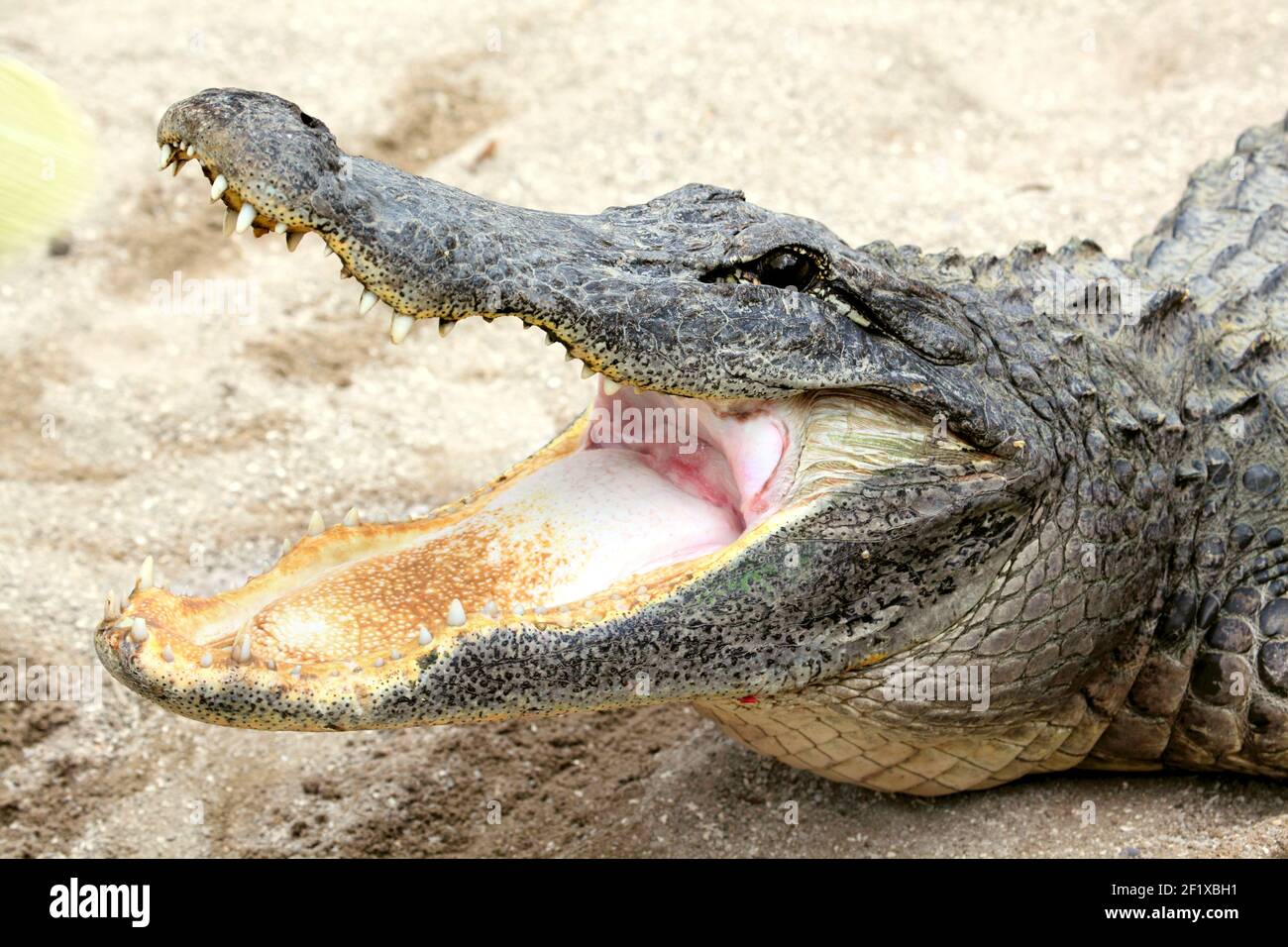 Alligator mit offenem Mund Stockfoto