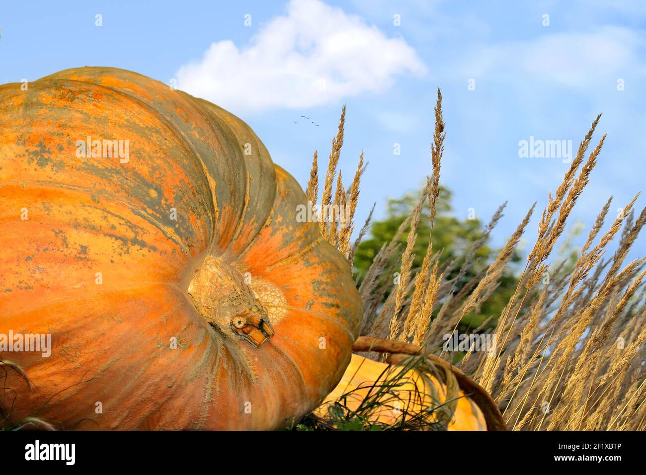 Kürbisfeld hautnah Stockfoto