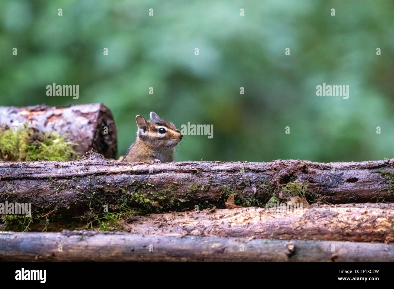 Issaquah, Washington, USA. Yellow-Pine Chimunk (Eutamias amoenus) Blick über den Rand eines Pfahls von Zweigen. Stockfoto