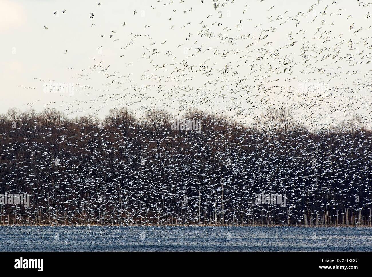 Sehr große Schar von Schneegänsen, die abheben Stockfoto