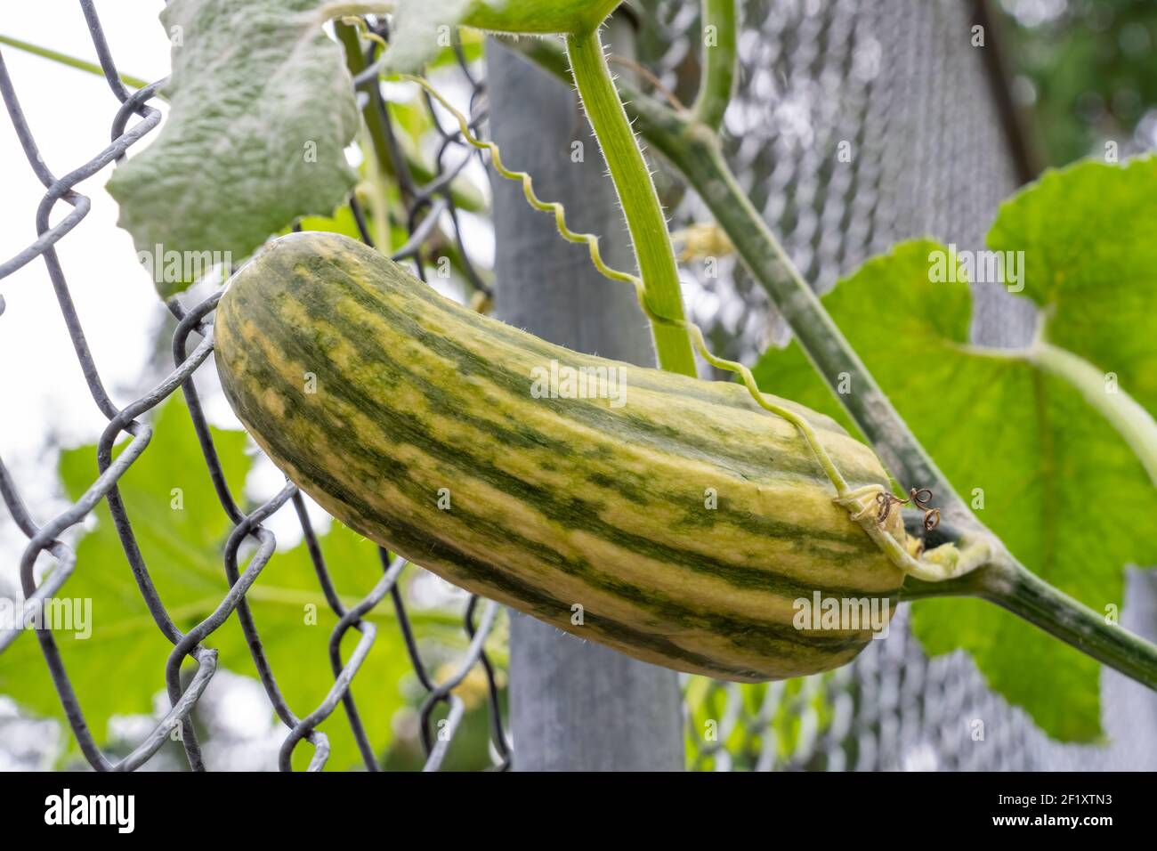 Issaquah, Washington, USA. Delicata Squash Pflanze mit einem Kettengliedzaun für ein Gitter. Dieses Erbstück Winter Squash ist auch bekannt als Sweet Dumpling Stockfoto