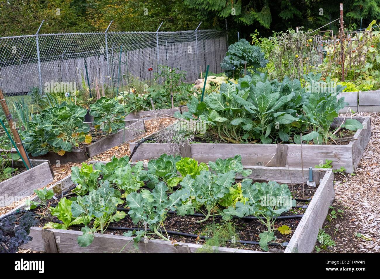 Issaquah, Washington, USA. Collard Greens, rosenkohl, Fenchel, Brokkoli und Blattsalat Pflanzen wachsen in Hochbeet Gärten. Stockfoto