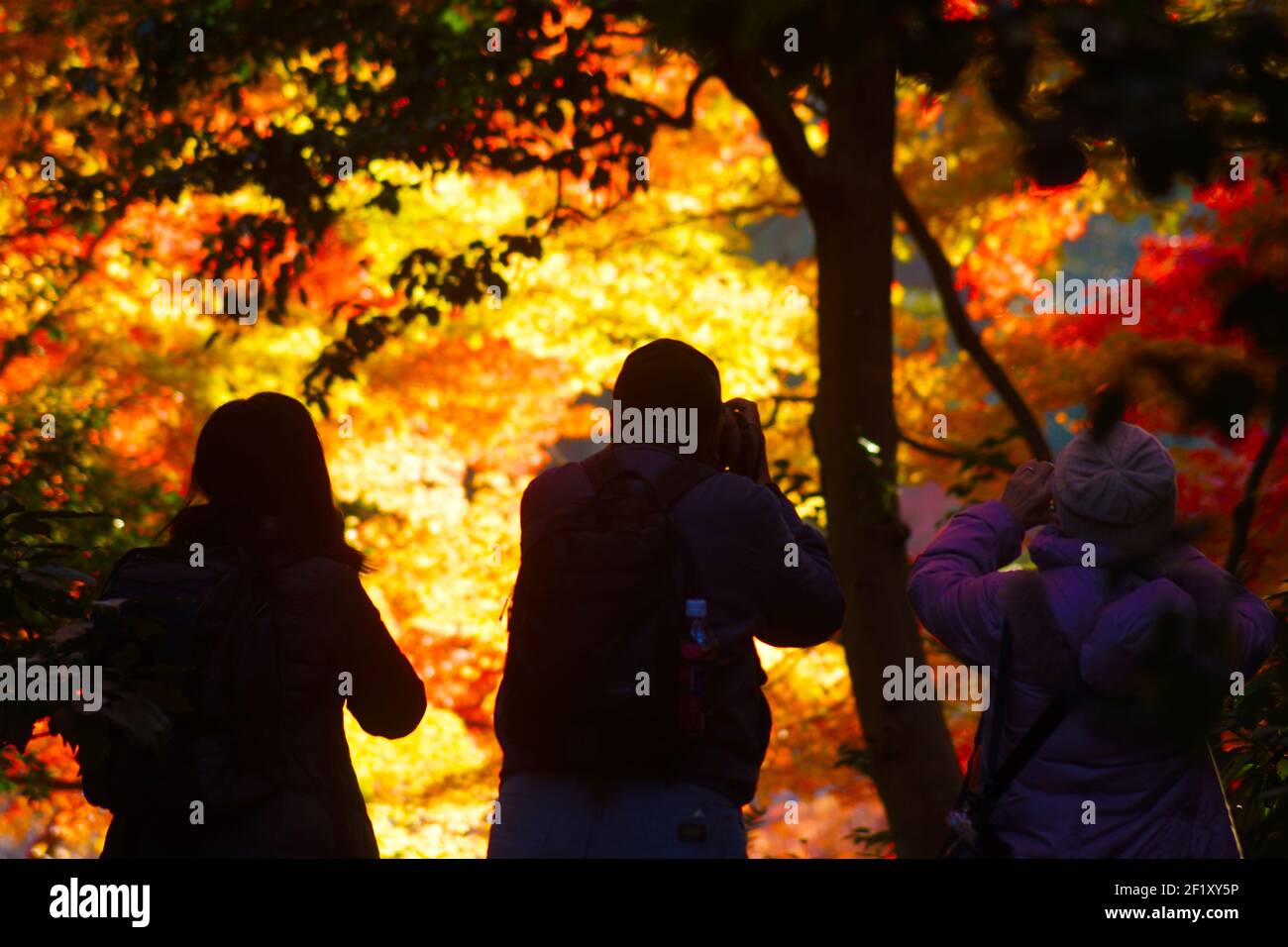 Menschen, die die Herbstfarben nehmen Stockfoto