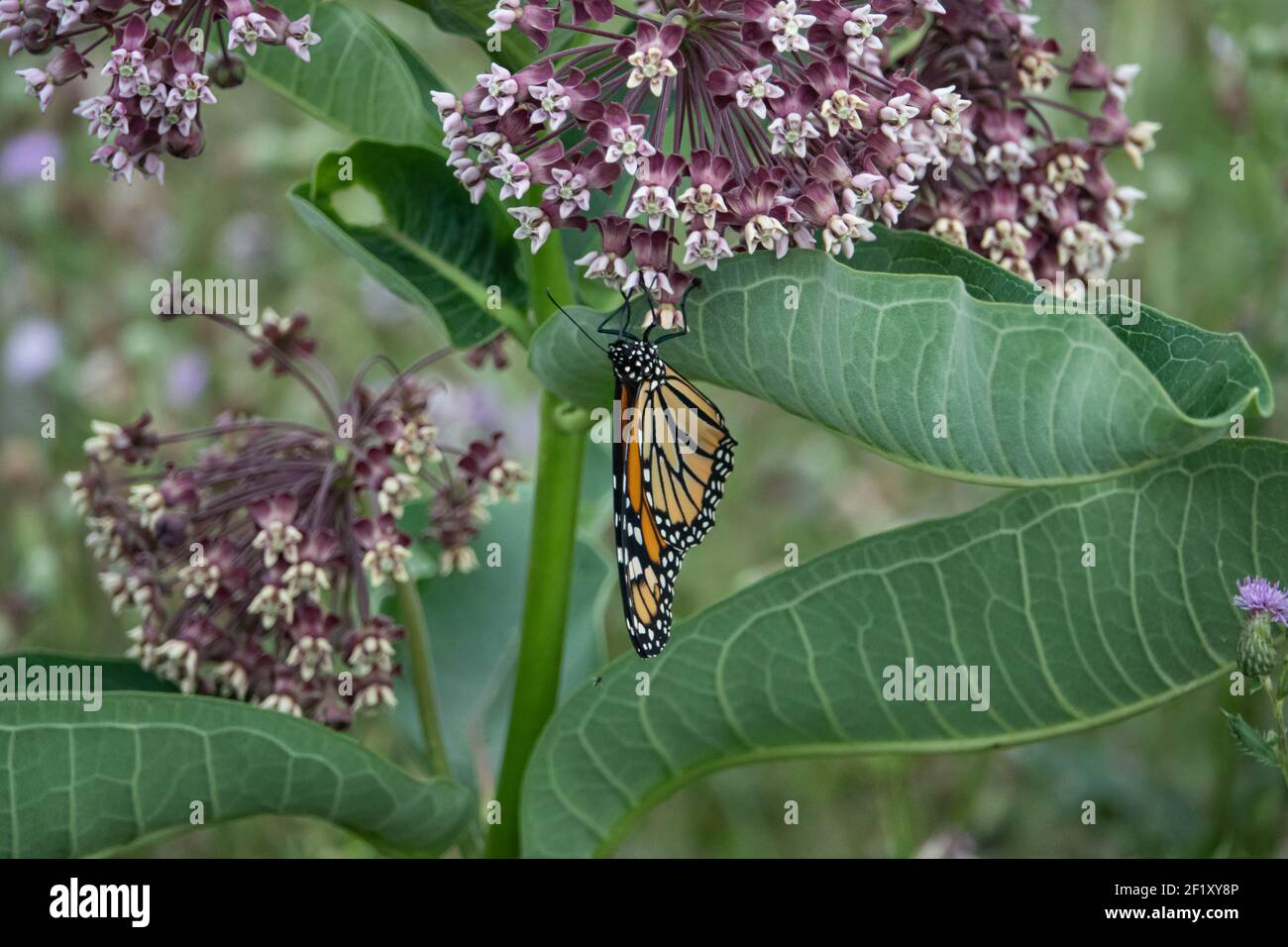 Monarch-Schmetterling Fütterung auf Wolfsmilch Blumen Stockfoto