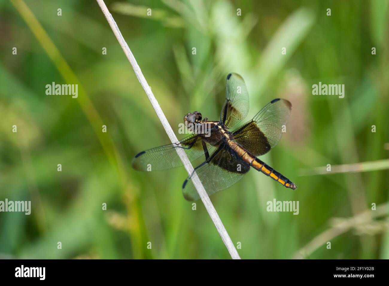 Witwe Skimmer Libelle im Sommer Stockfoto