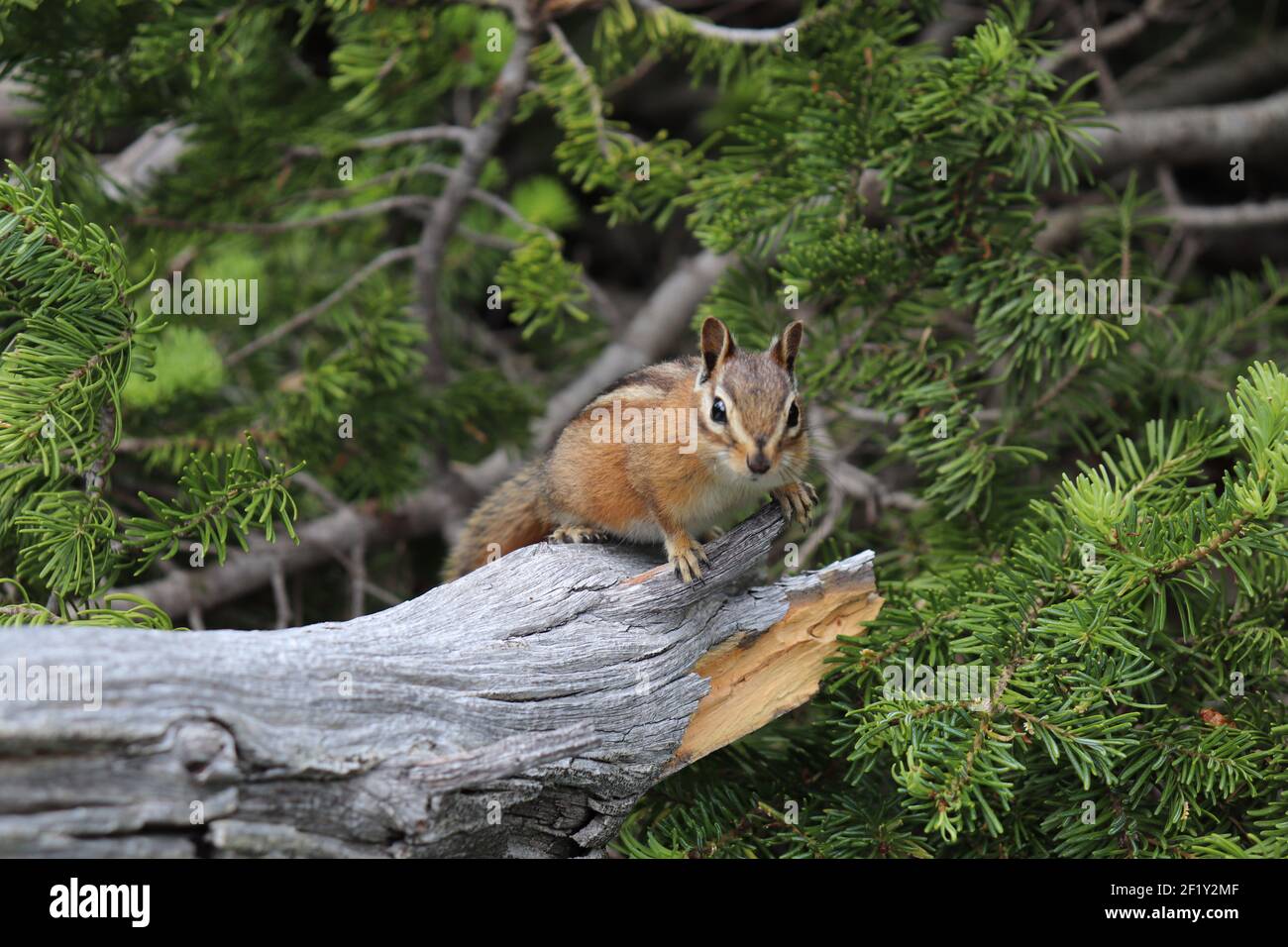 Willkommen Chipmunk sitzt auf Holz mit Fichte im Hintergrund Stockfoto