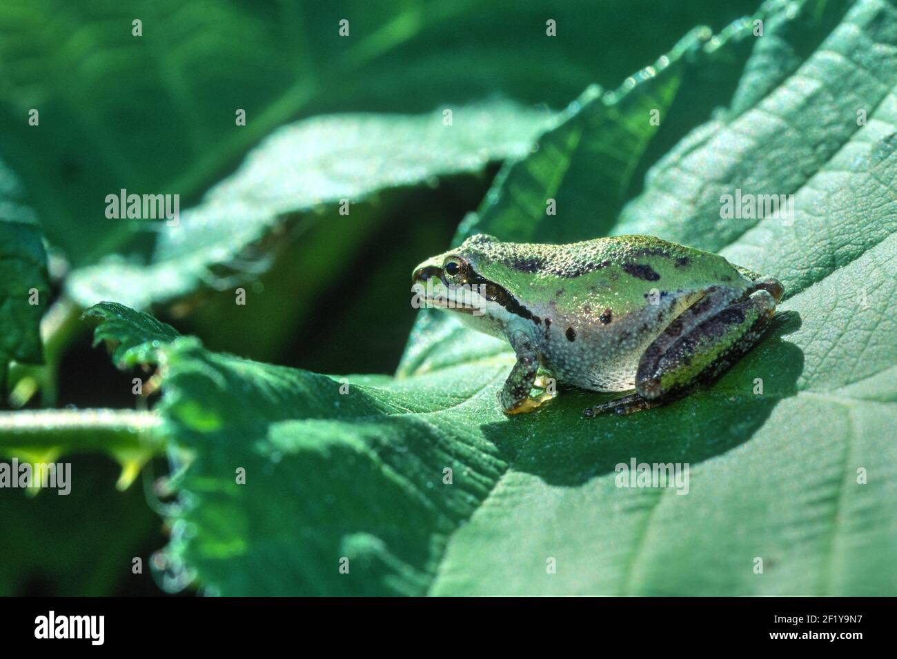 Pacific Treefrog oder Pacific Chorus Frog (Hyliola regilla oder Pseudacris regilla), Ledson Marsh, Annadel-Trione State Park, Sonoma Couny, Kalifornien Stockfoto