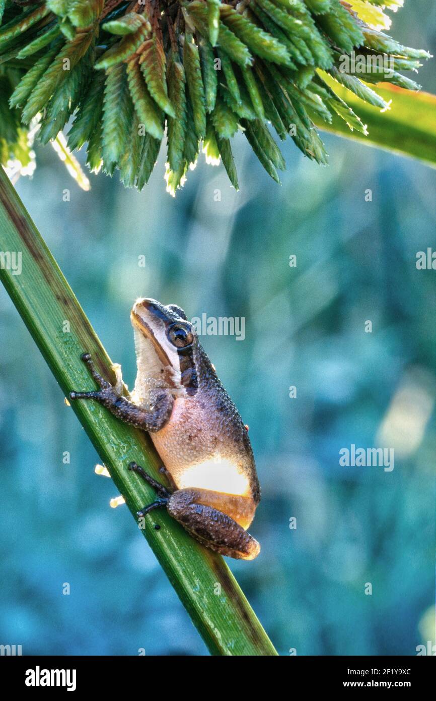 Pacific Treefrog oder Pacific Chorus Frog (Hyliola regilla oder Pseudacris regilla), Ledson Marsh, Annadel-Trione State Park, Sonoma Couny, Kalifornien Stockfoto