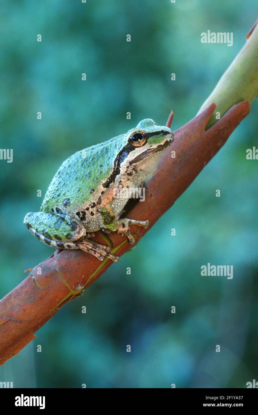 Pacific Treefrog oder Pacific Chorus Frog (Hyliola regilla oder Pseudacris regilla), Ledson Marsh, Annadel-Trione State Park, Sonoma Couny, Kalifornien Stockfoto