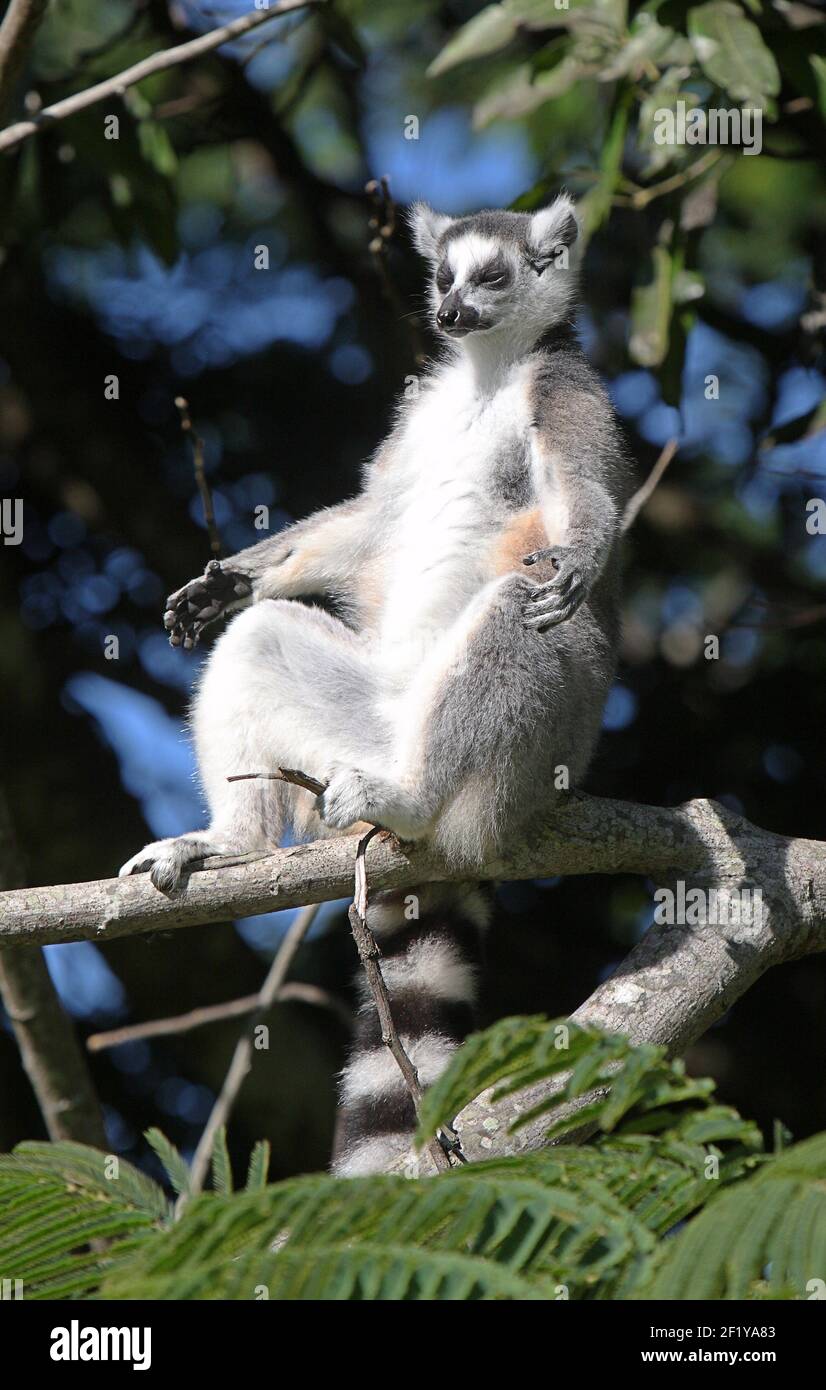 Sonnenbaden Ringschwanz Lemur (Lemur catta), Berenty Reserve, Madagaskar Stockfoto