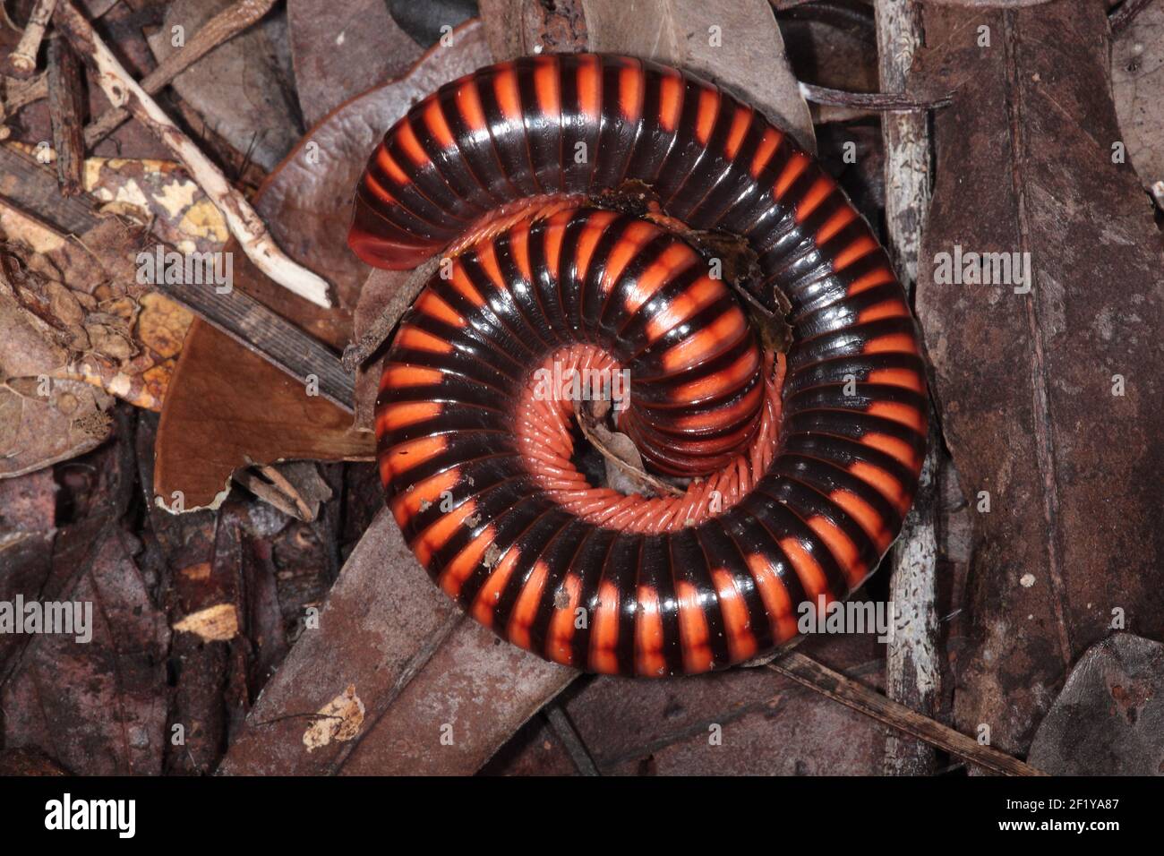 Aphistogoniulus hova Fotos und Bildmaterial in hoher Auflösung Alamy