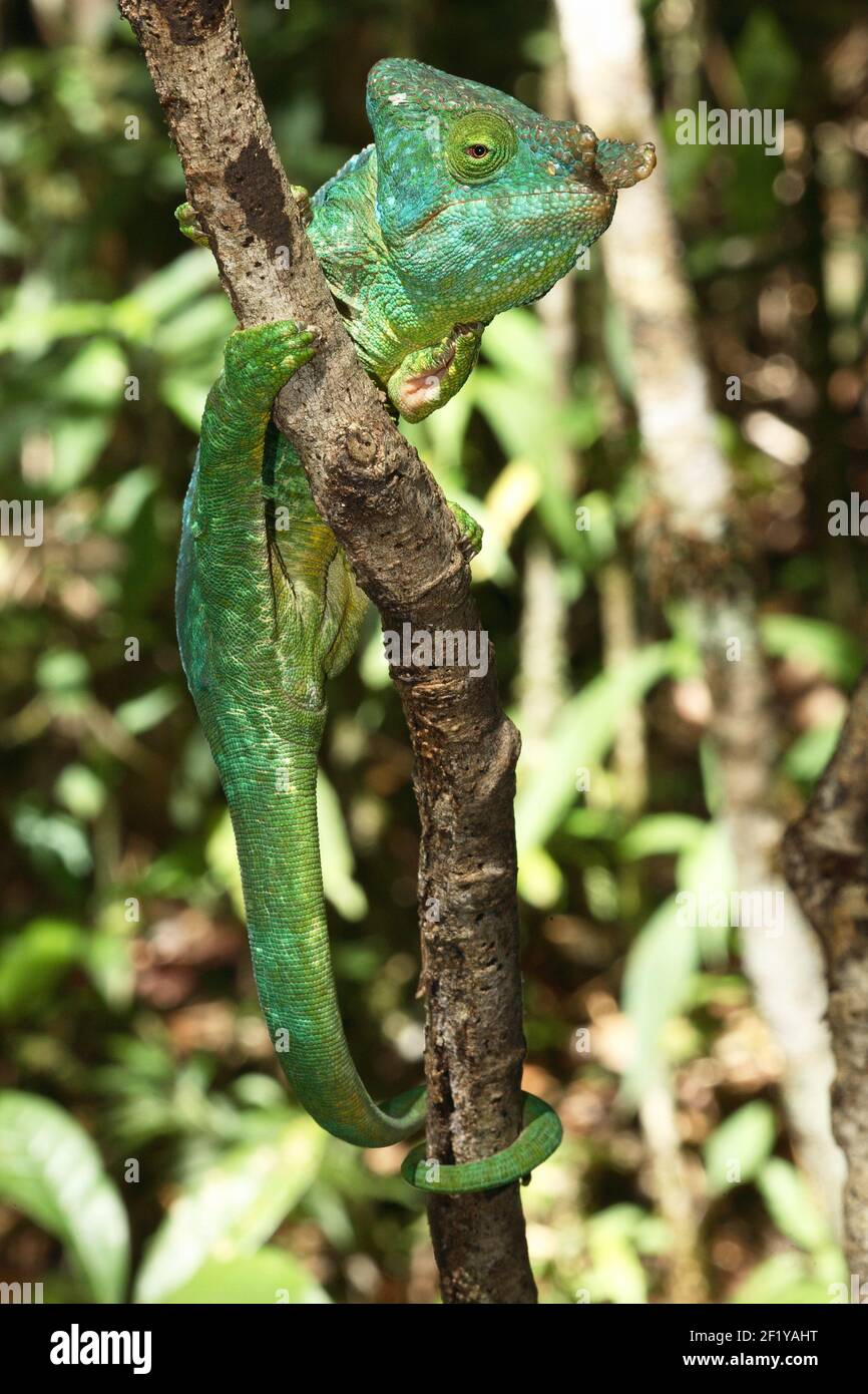 Männliches Parson-Chamäleon (Calumma parsonii parsonii), Andasibe-Mantadia-Nationalpark, Madagaskar Stockfoto