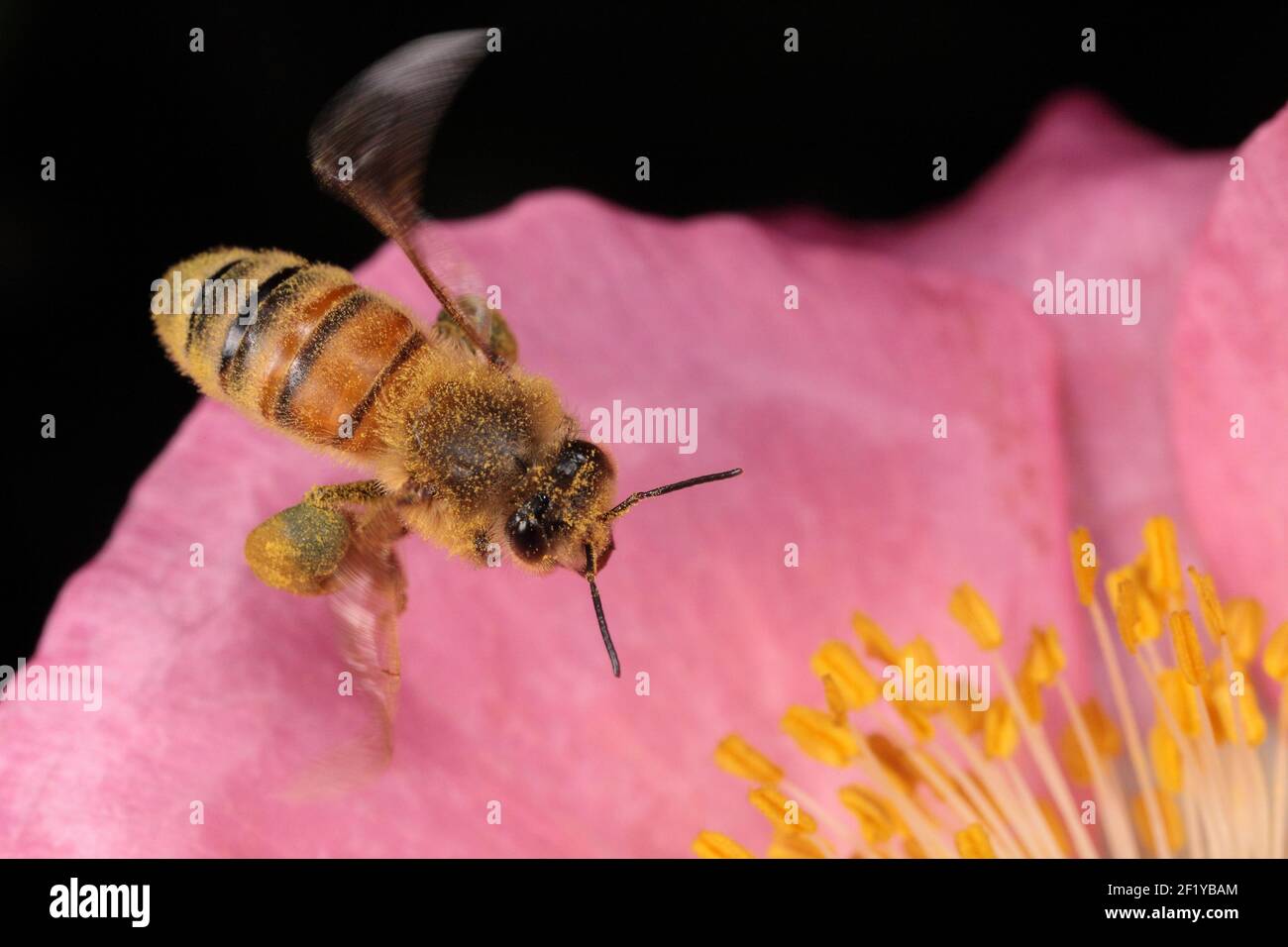 Europäische Honigbiene (APIs mellifera) schwebt über rosa Mohn Stockfoto