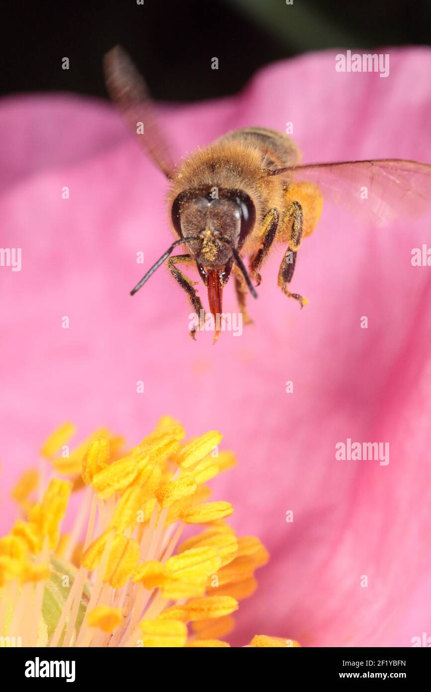 Europäische Honigbiene (APIs mellifera) Schwebend über rosa Mohn mit Zunge ausgestreckt Stockfoto