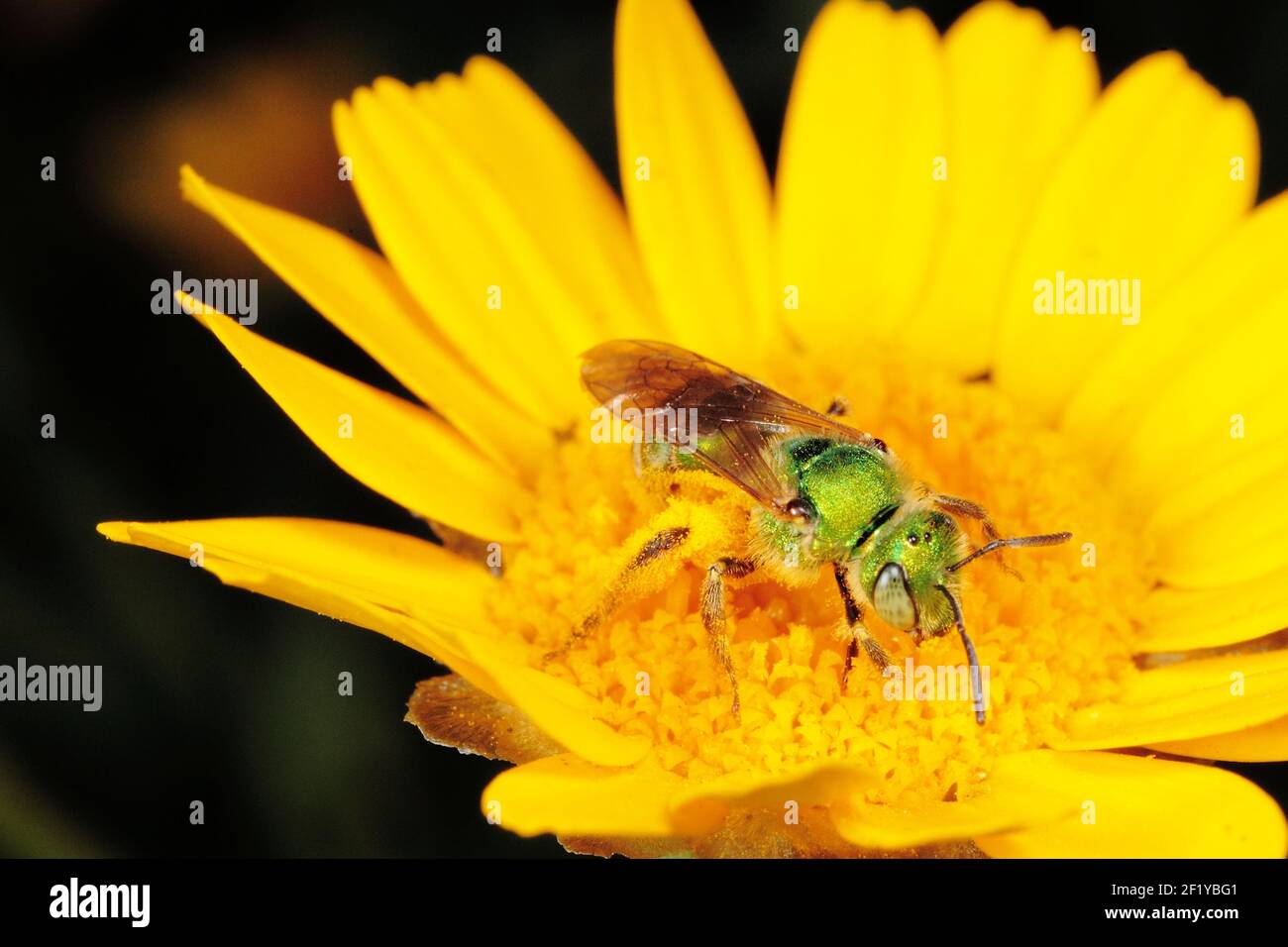 Weibliche metallische Grüne Schweißbiene (Agapostemon texanus) auf gelber Blüte Stockfoto