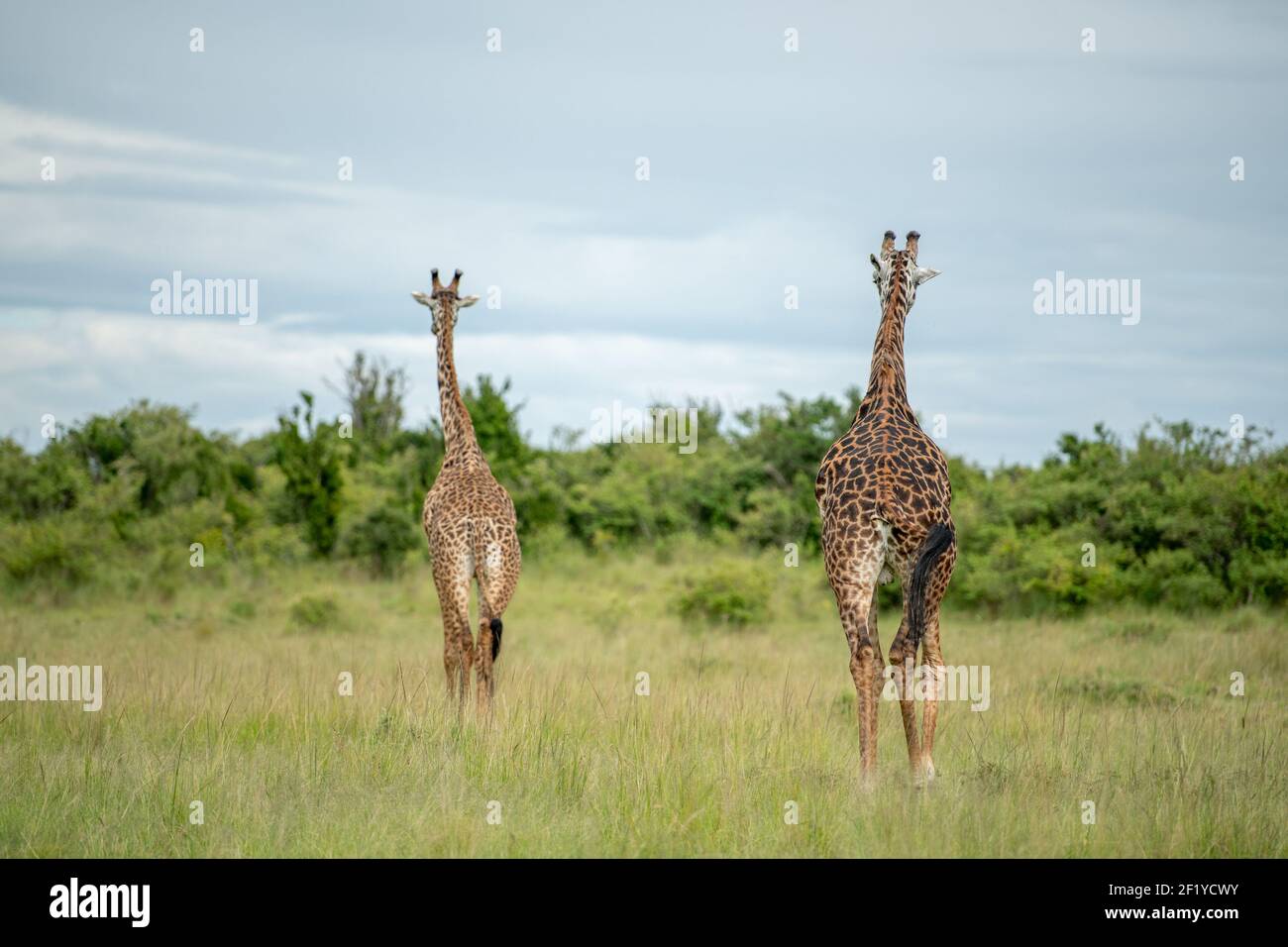 Gruppe afrikanischer Masai Giraffen, die in der Masai Mara, kenia, im Grasland und am dramatisch bewölkten Himmel wandern Stockfoto