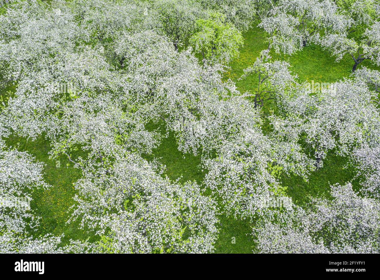 Frühlingslandschaft von blühenden Apfelplantagen. Natürlicher Hintergrund. Luftaufnahme Stockfoto