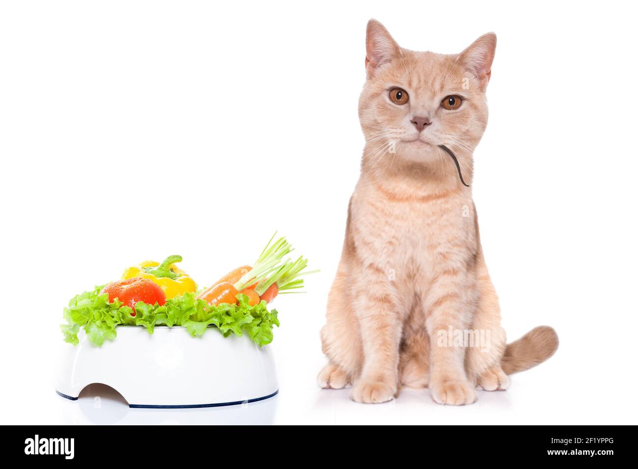 Hungrige Katze mit Maus im Mund und veganer Schale Stockfoto