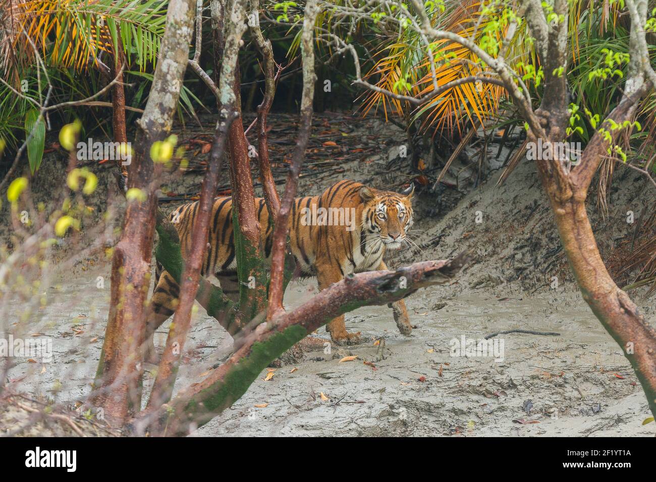 Erwachsene weibliche Bengaltiger starrt, nachdem sie während der Monsunzeit im Sundarban Tiger Reserve, Westbengalen, Indien, aus dem Wald gekommen sind Stockfoto