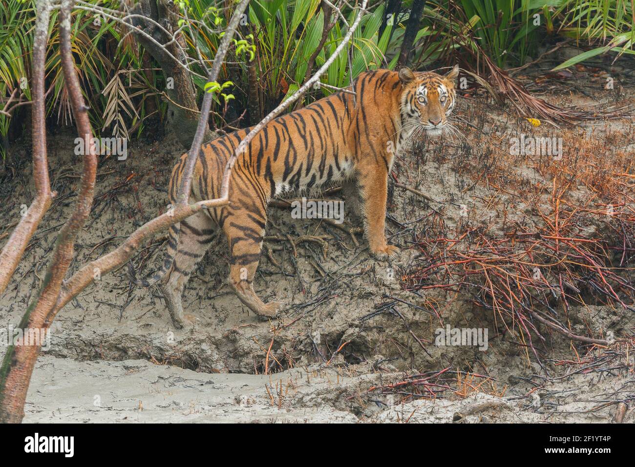 Erwachsene weibliche Bengaltiger gibt wütend starrt nach, bevor sie in den Wald während der Monsunsaison im Sundarban Tiger Reserve, West Bengalen, Indien Stockfoto