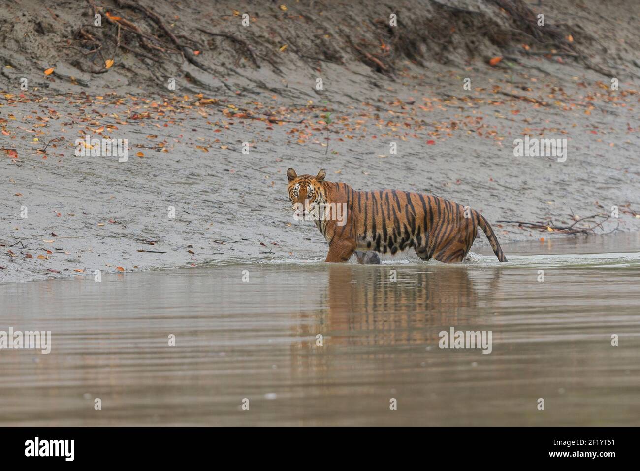 Erwachsene weibliche Bengaltiger gibt starrt nach der Überquerung eines Kanals während der Monsunsaison bei Sundarban Tiger Reserve, West Bengalen, Indien Stockfoto