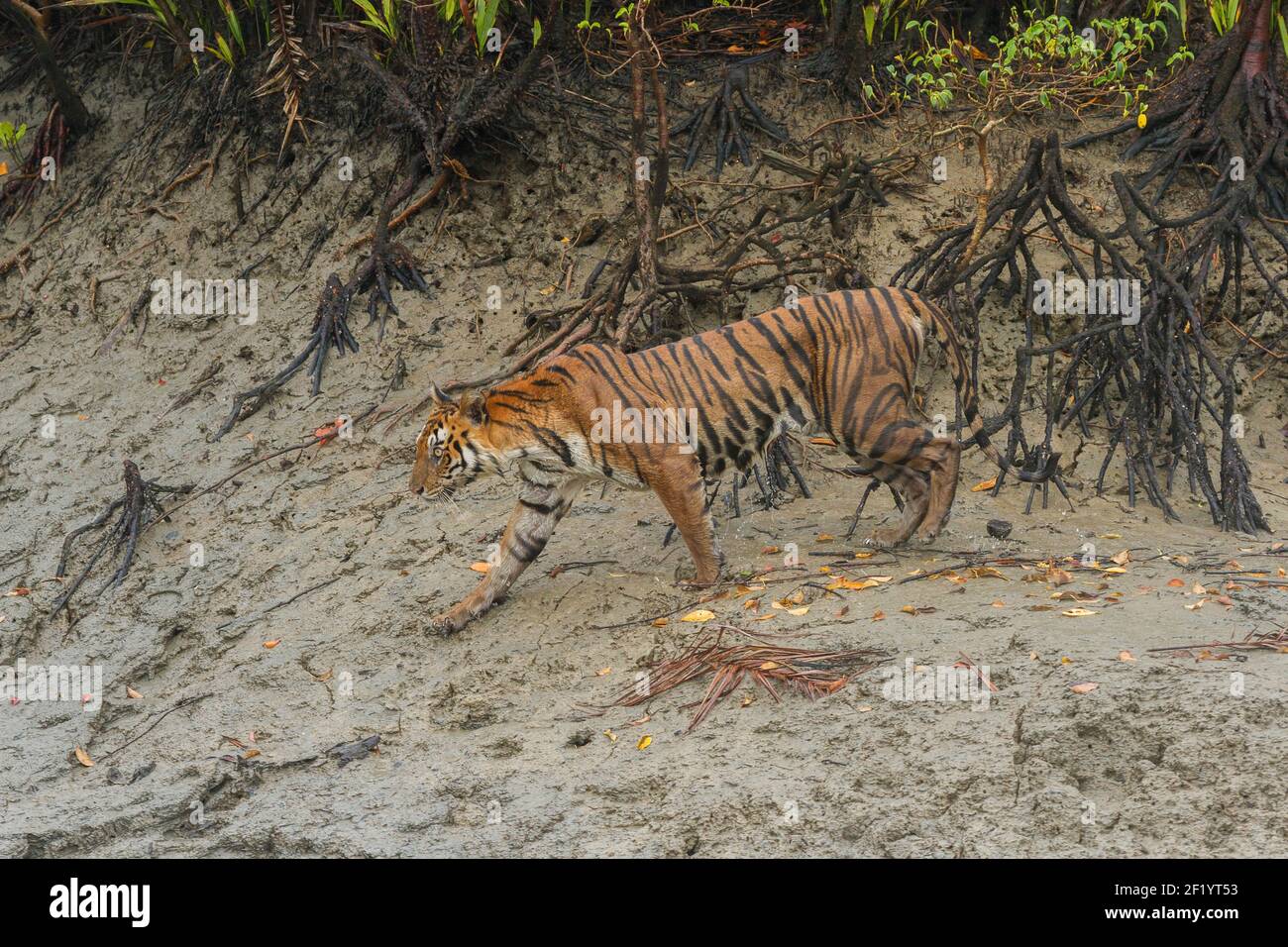 Erwachsene weibliche bengalische Tiger, die während der Monsunsaison auf dem Watt im Sundarban Tiger Reserve, Westbengalen, Indien, wandern Stockfoto