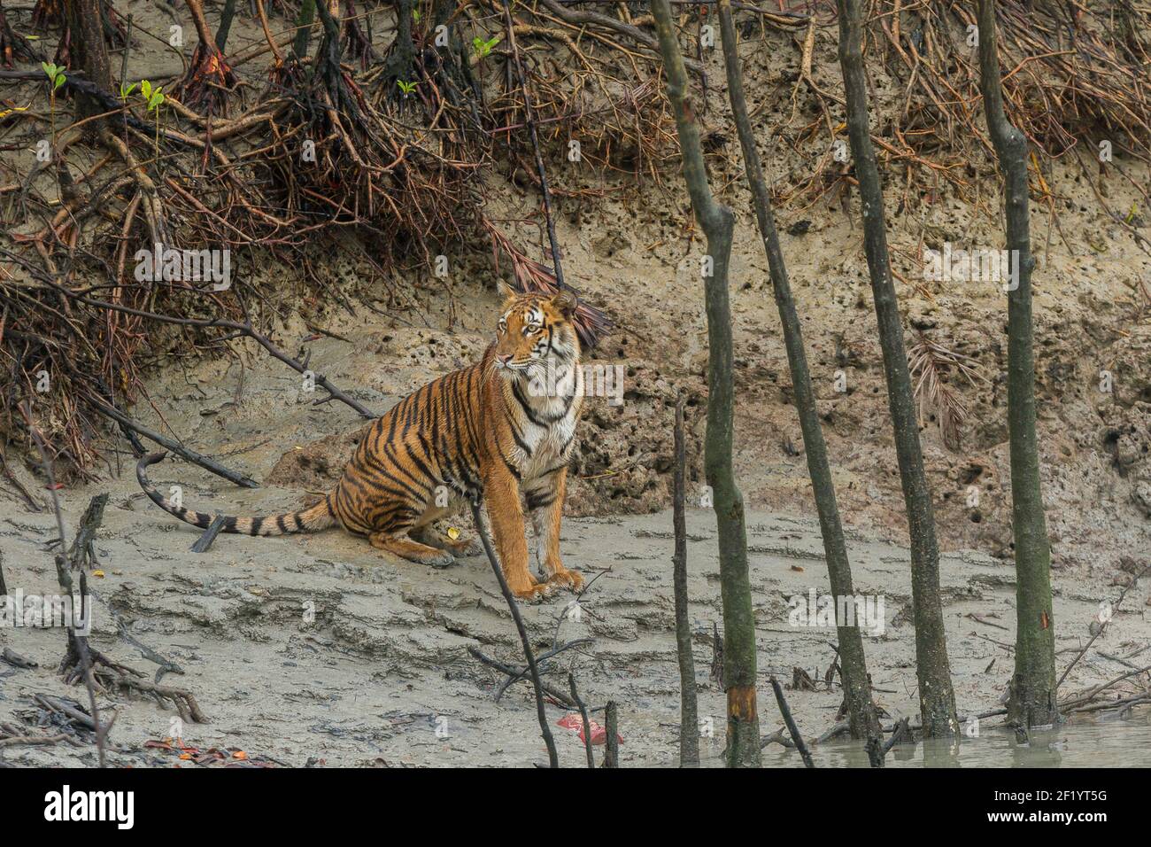 Junge weibliche Bengal Tiger sitzt auf dem Watt von Sundarban Tiger Reserve, Westbengalen, Indien und schaut zurück Stockfoto