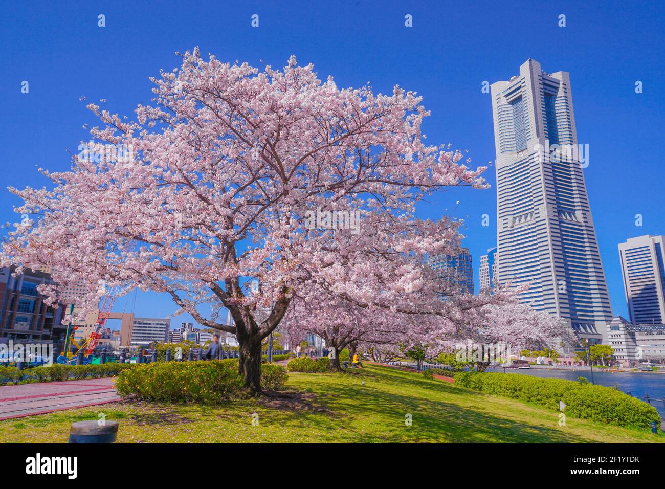 Sakura und Yokohama Minato Mirai Dächer voller Blüte Stockfoto