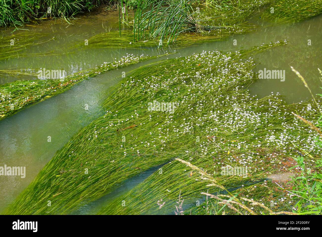 Themse: Wilde Blumen, die in den flachen Gewässern des Flusses bei Cricklade wachsen Stockfoto