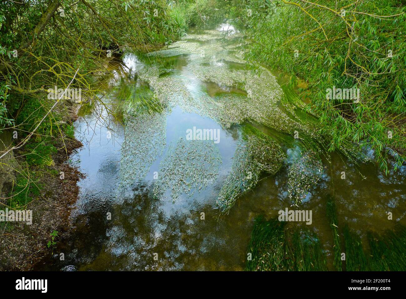 Themse: Wilde Blumen, die in den flachen Gewässern des Flusses bei Cricklade wachsen Stockfoto