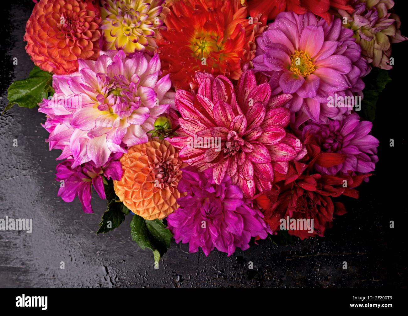 Rot, weiß, gelb Dahlia august bunten Hintergrund. Blick auf mehrfarbige Dahlia-Blumen. Schöne Dahlia Blumen auf grünem Hintergrund. Sommerblumen Stockfoto