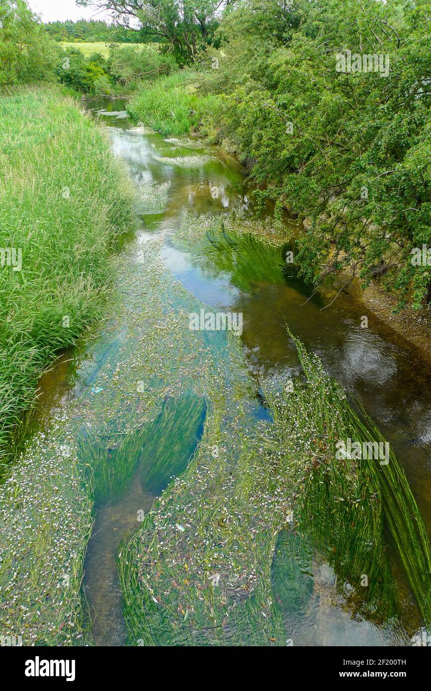 Themse: Wilde Blumen, die in den flachen Gewässern des Flusses bei Cricklade wachsen Stockfoto