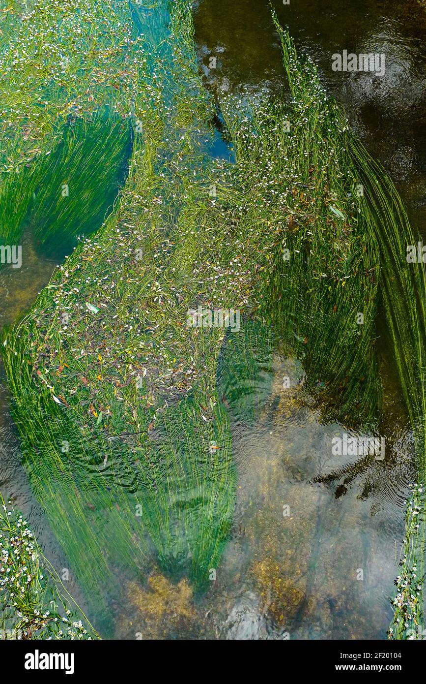 Themse: Wilde Blumen, die in den flachen Gewässern des Flusses bei Cricklade wachsen Stockfoto