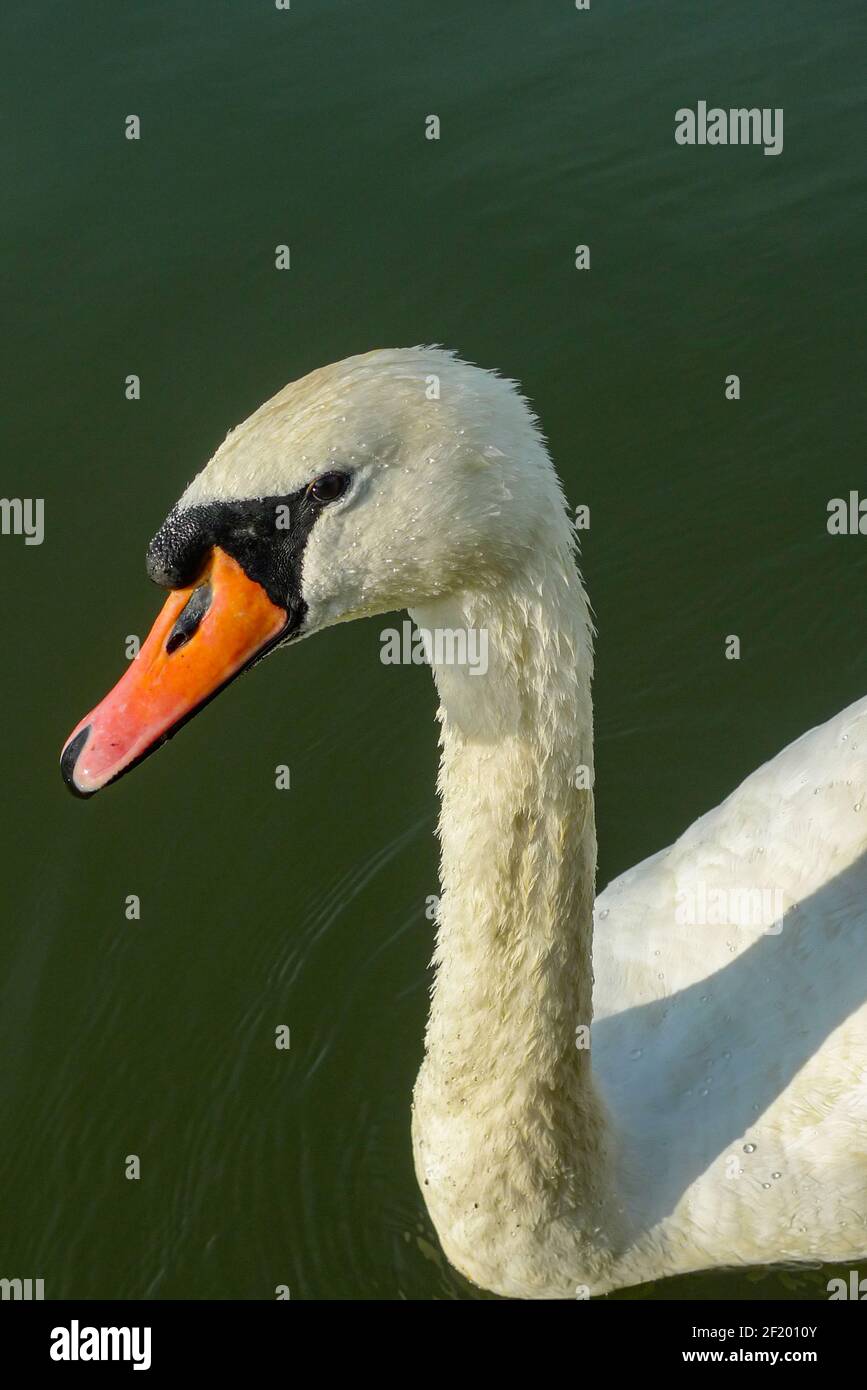 Themse: Munter Schwan auf dem Fluss. Stockfoto