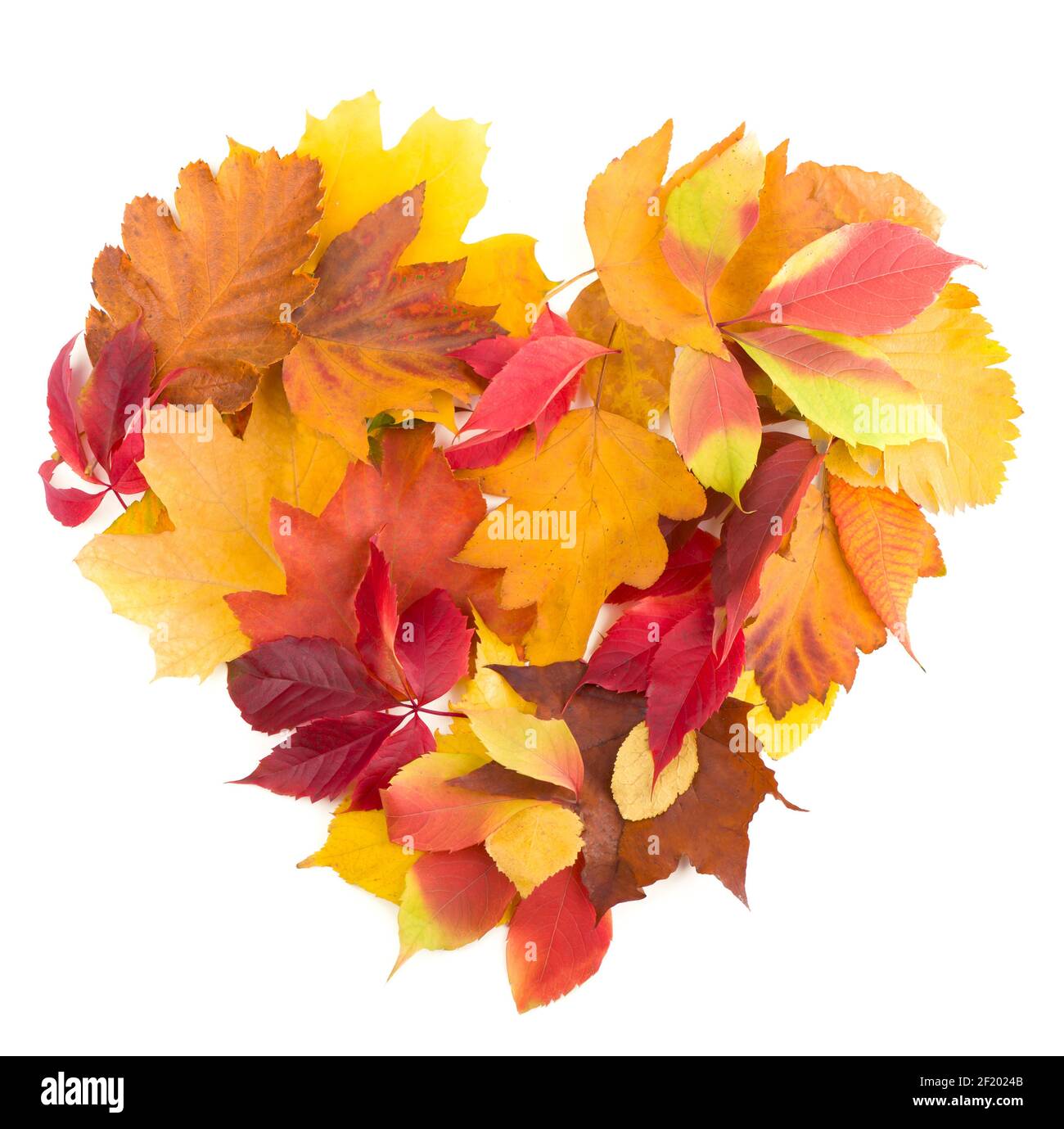 Herbstherz Symbol isoliert auf weißem Hintergrund. Stockfoto