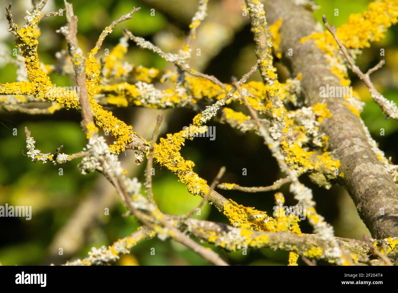 Orangefarbene Flechten, die auf Ästen mit einem natürlichen Grün wachsen Hintergrund Stockfoto