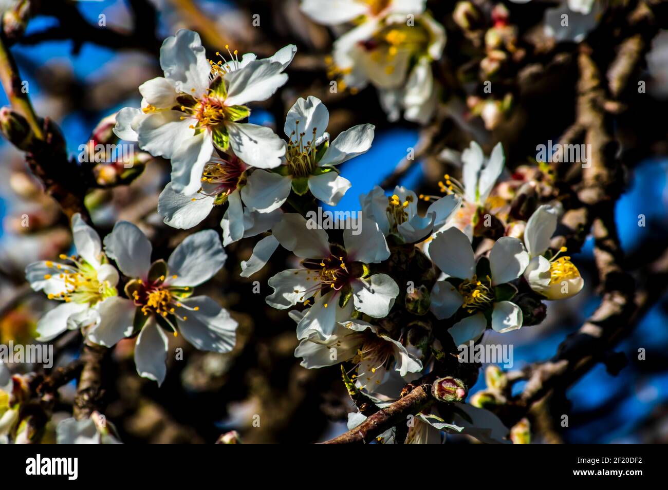 Mandelblüte fotografiert in Sardinien, blühte Mandelbaum und Mandelblüte Zweige Stockfoto