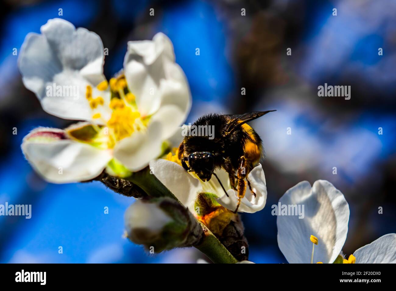 Hummel Makro Fotografie Nahaufnahme Stockfoto