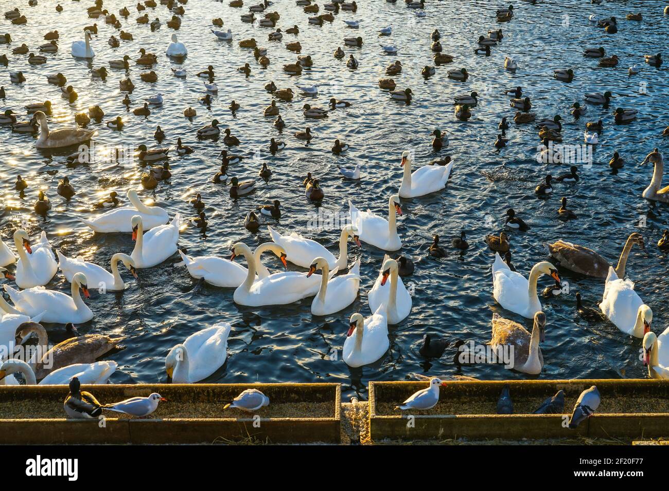 Stockholm Lira See Swan County Stockfoto