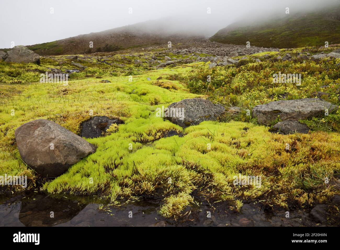Landschaft mit Neonmoos, Grenivik, Island, Europa Stockfoto