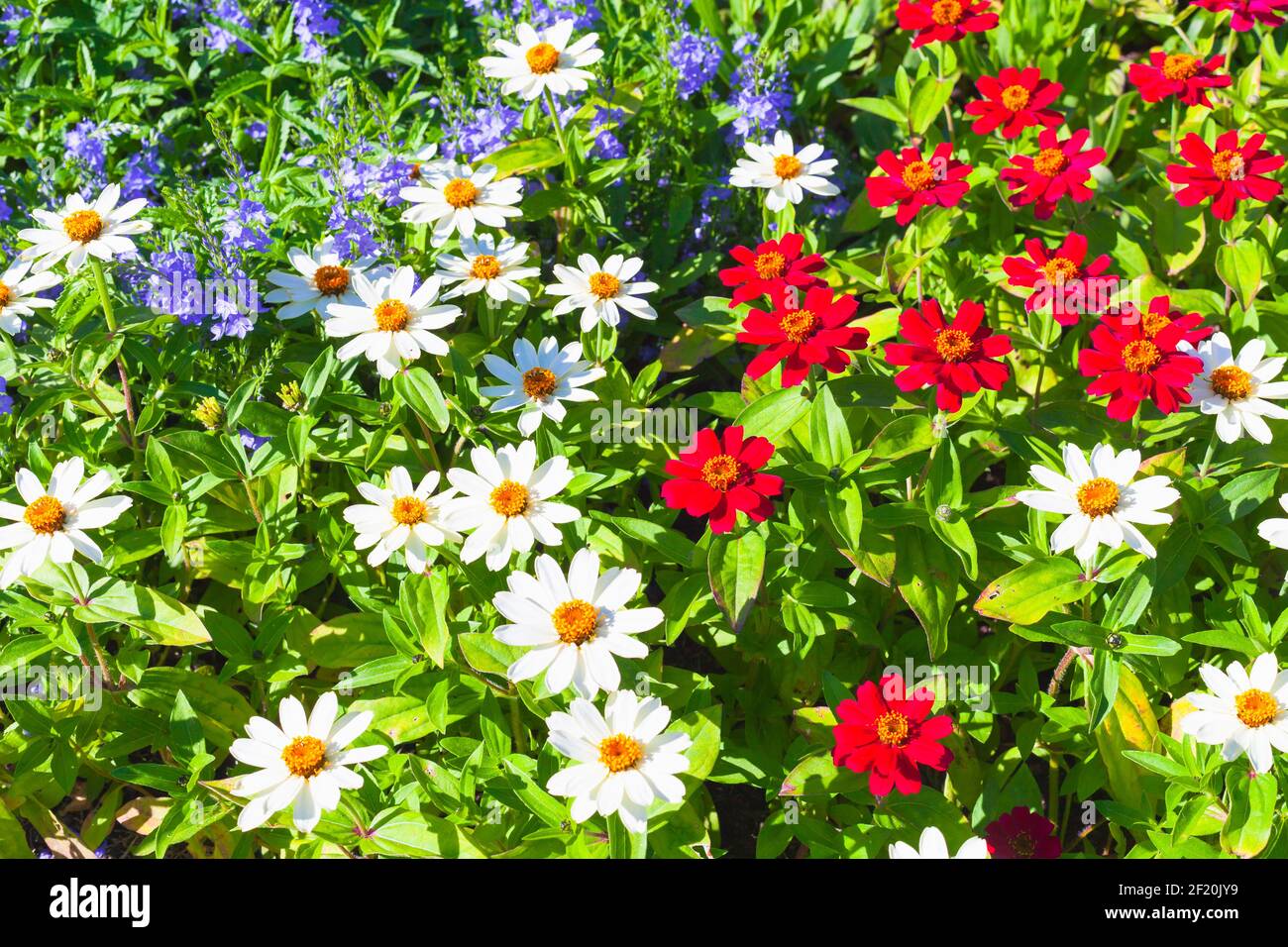 Dekorative Blumen in einem Garten an einem sonnigen Tag, natürliche Sommer Hintergrund Foto mit selektivem Fokus Stockfoto