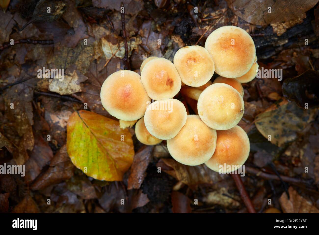 Ungenießbarer Pilz wächst in Wäldern, Mitteleuropa, Hypholoma lateritium Stockfoto