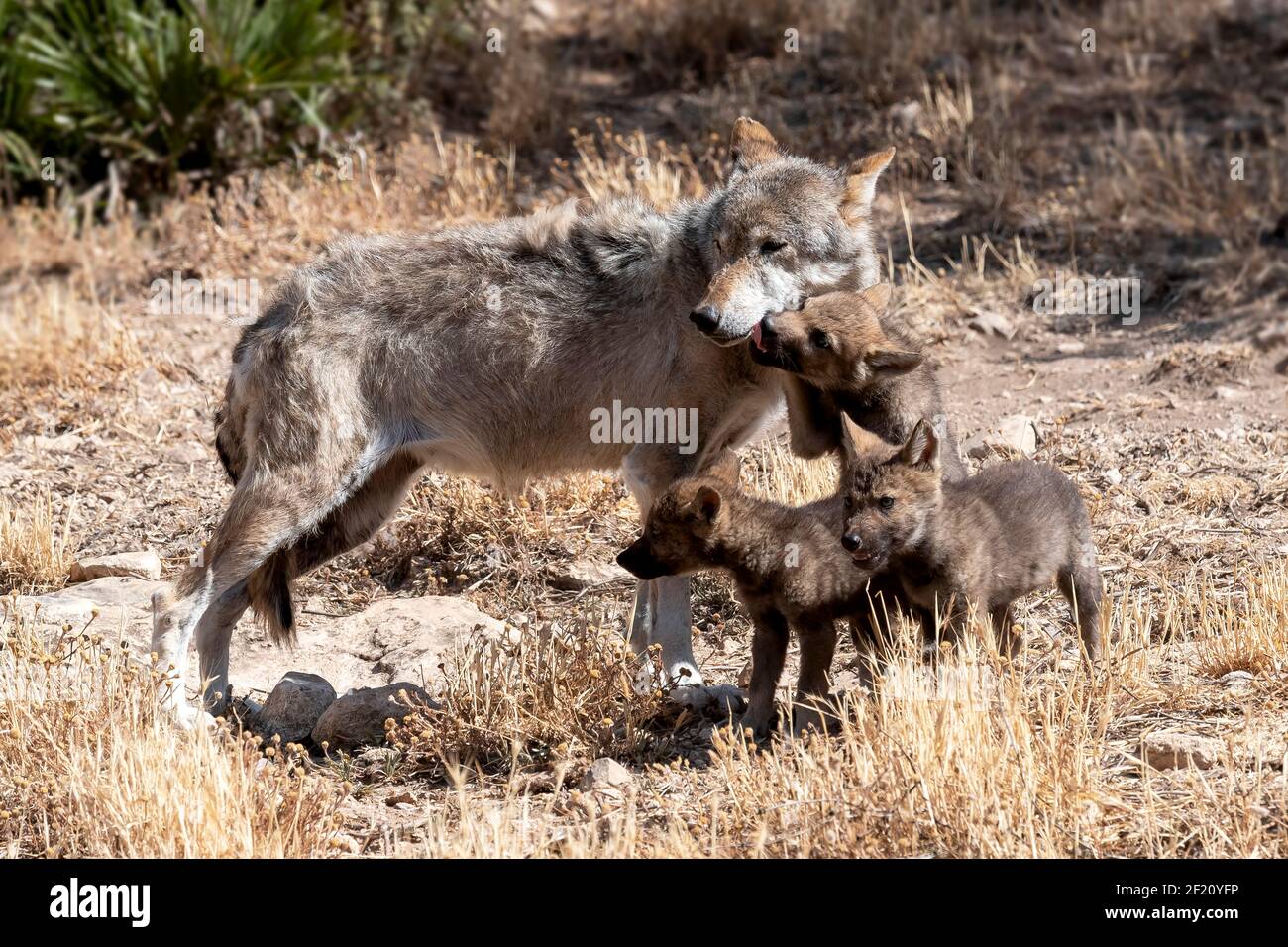 Eurasischer Wolf (Canis lupus lupus): Weibchen mit Welpen, Andalusien, Spanien Stockfoto