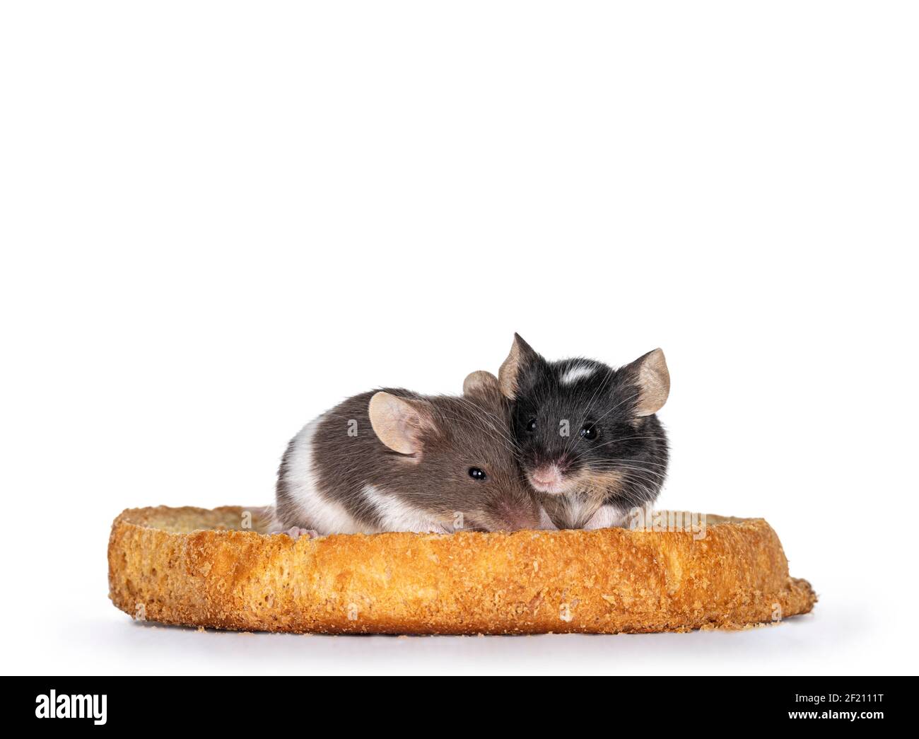 Schwarz mit weiß und braun mit weißen Baby-Mäusen, die auf einem Stück Toast sitzen. Blick auf die Kamera. Isoliert auf weißem Hintergrund. Stockfoto