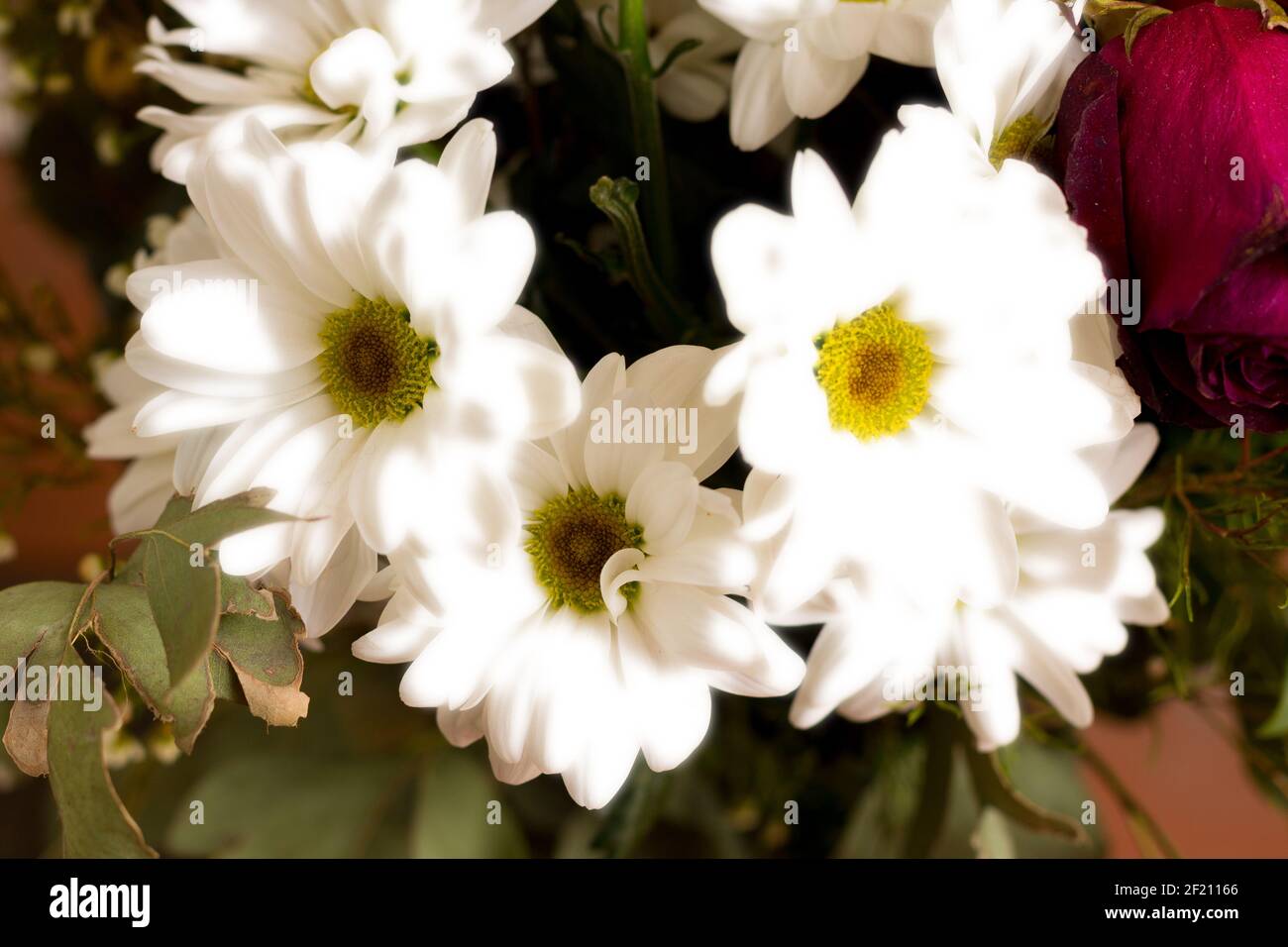 Strukturierte Hintergründe für Banner und Webseiten, Spiele usw... Bunte Hintergründe, mit sich wiederholenden floralen Themen. Stockfoto