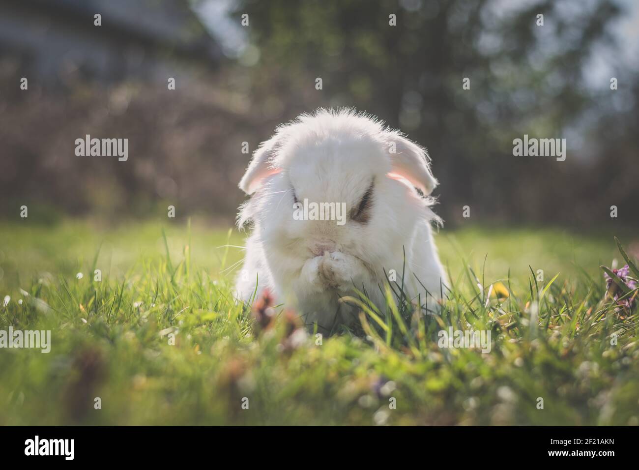 Niedliches kleines weißes Kaninchen im grünen Gras im Garten Stockfoto