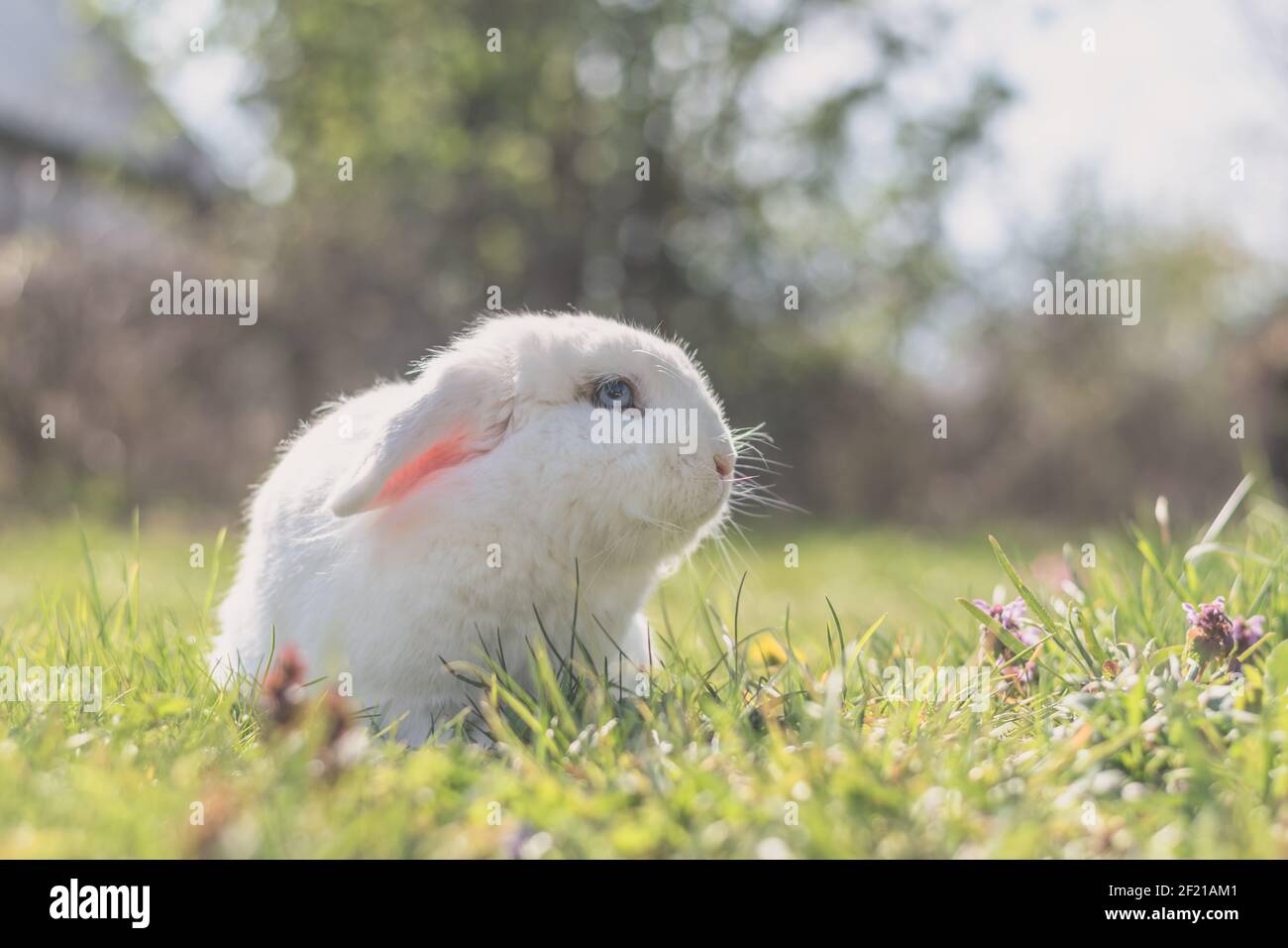 Niedliches kleines weißes Kaninchen im grünen Gras im Garten Stockfoto
