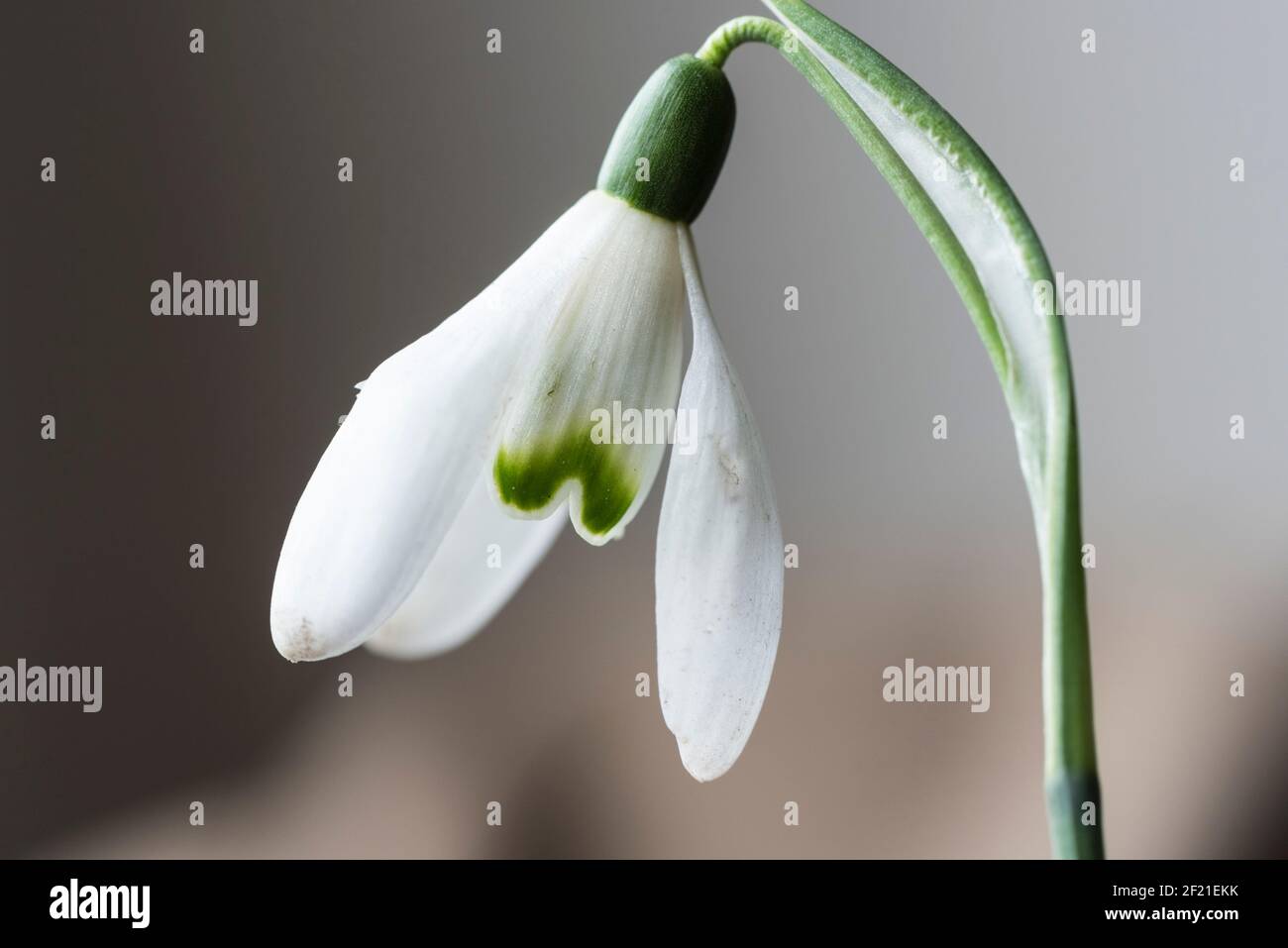 Einzelne Blume eines Schneeglöckens (Galanthus nivalis) Stockfoto