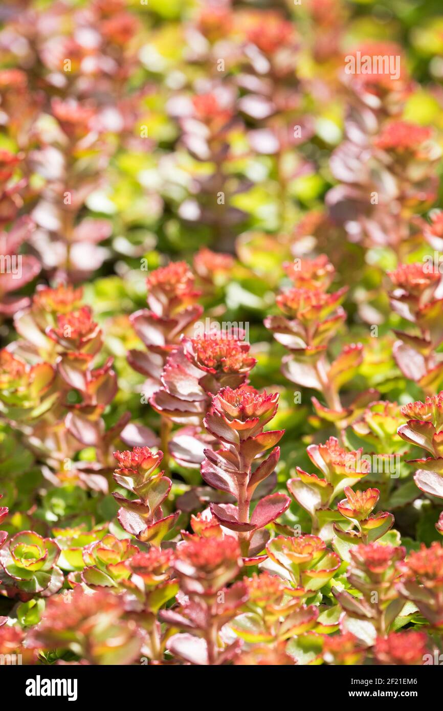 Dragons Blood Sedum Stockfotos Und Bilder Kaufen Alamy Dragons Blood Sedum Stockfotos Und Bilder Kaufen Alamy